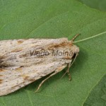 Apamea sublustris - Sivkavec červenožltý 212154