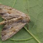 Apamea sublustris - Sivkavec červenožltý 215145