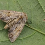 Apamea sublustris - Sivkavec červenožltý 215932