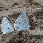 Celastrina argiolus - Modráčik krušinový 14-37-53