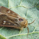 Cerapteryx graminis - Mora lúčna 171441