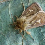 Cerapteryx graminis - Mora lúčna 182551