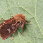 Cerapteryx graminis - Mora lúčna 201841