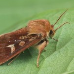 Cerapteryx graminis - Mora lúčna 203655