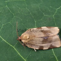 Choristoneura hebenstreitella - Obaľovač Hebenstreitov 205853