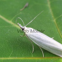Crambus perlella - Trávovec perleťový 214402