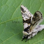 Furcula bicuspis - Hranostajník brezový 174146