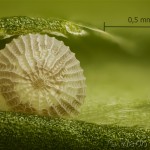 Lasionycta imbecilla - Mora svetlomilná 19-23-16vs
