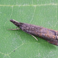 Platytes cerussella - Trávovec lipnicový 213449