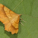 Ennomos quercinaria - Listnatka dubová 19-08-22