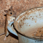 Možno ma nechytia... IMG_4240