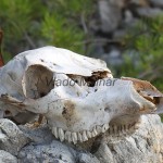 Nález v prírode IMG_3975