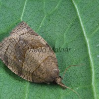 Pandemis dumetana - Obaľovač žihlavový 170531