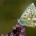 Polyommatus coridon - Modráčik vikový IMG_0662