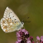 Polyommatus coridon - Modráčik vikový IMG_0663