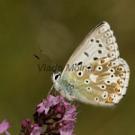 Polyommatus coridon - Modráčik vikový IMG_0664