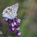 Polyommatus coridon - Modráčik vikový IMG_3967