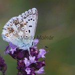 Polyommatus coridon - Modráčik vikový IMG_3969