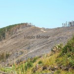 Požiarovisko za Betliarom 6434