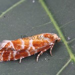 Rhyacionia pinicolana - Obaľovač sosnový 113246