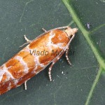 Rhyacionia pinicolana - Obaľovač sosnový 122806