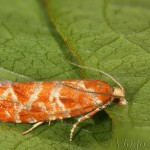 Rhyacionia pinicolana - Obaľovač sosnový 19-46-41