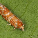 Rhyacionia pinicolana - Obaľovač sosnový 19-48-21