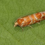 Rhyacionia pinicolana - Obaľovač sosnový 19-48-58