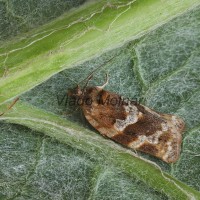 Argyrotaenia ljungiana cf - Obaľovač Ljungov 195448