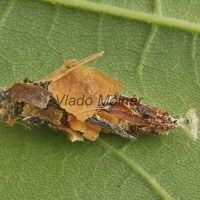 Canephora hirsuta - Vreckovec trávový 163842