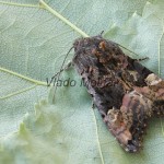 Euplexia lucipara - Sivkavec černicový 140906