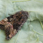 Euplexia lucipara - Sivkavec černicový 142705