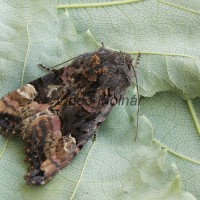 Euplexia lucipara - Sivkavec černicový 142705