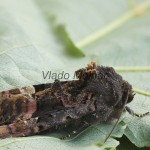 Euplexia lucipara - Sivkavec černicový 151150