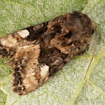 Euplexia lucipara - Sivkavec černicový 17-22-45