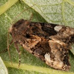 Euplexia lucipara - Sivkavec černicový 17-23-48