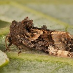 Euplexia lucipara - Sivkavec černicový 17-25-09