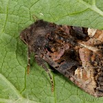Euplexia lucipara - Sivkavec černicový 17-49-32