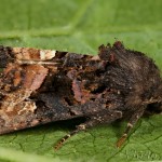 Euplexia lucipara - Sivkavec černicový 17-52-49