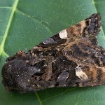 Euplexia lucipara - Sivkavec černicový 180311