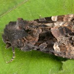 Euplexia lucipara - Sivkavec černicový 19-22-31