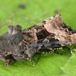 Euplexia lucipara - Sivkavec černicový 19-24-57