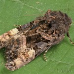 Euplexia lucipara - Sivkavec černicový 19-37-11