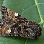 Euplexia lucipara - Sivkavec černicový 212219