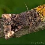 Euplexia lucipara - Sivkavec černicový 22-54-15