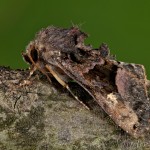 Euplexia lucipara - Sivkavec černicový 22-55-19