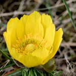 Adonis vernalis - Hlaváčik jarný 19-11-52
