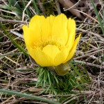 Adonis vernalis - Hlaváčik jarný 19-13-30