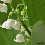 Convallaria majalis - Konvalinka voňavá 182729