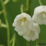 Convallaria majalis - Konvalinka voňavá 185600